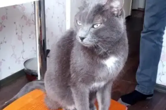 Найдена кошка в поселке Спутник