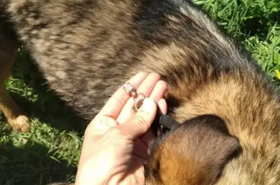 Собака найдена в Домодедово, ищем хозяина