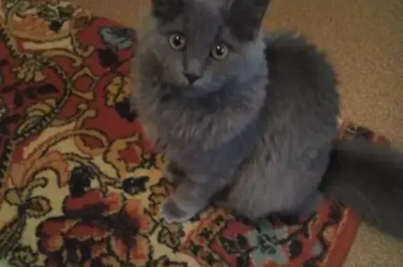 Пропала кошка в Карачеве с оранжевым ошейником