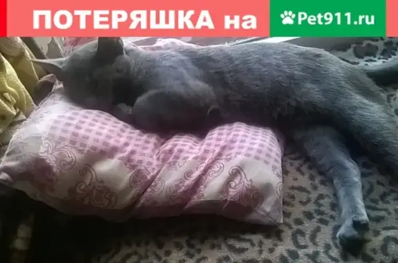 Потерянные животные Курган, фото: Пропал кот Мася в пос. Западный, Курган.