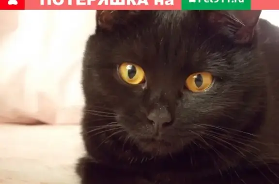 Пропала кошка на ул. Куйбышева, Чистополь, Татарстан