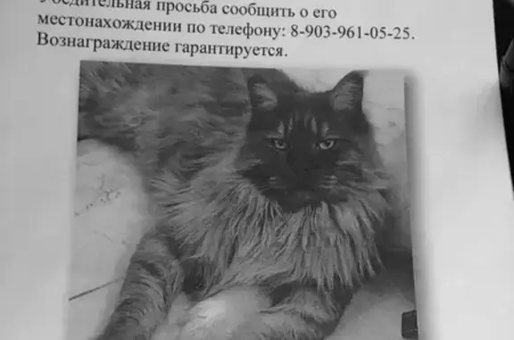 Пропала кошка Мейкун в Одинцовском округе
