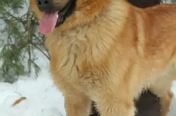 Пропала собака Чарли в Южном поселке, Московская обл.