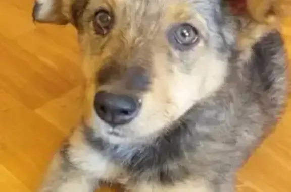 Найдена собака на ул. Красноармейская в Томске