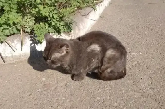 Найдена кошка в Иркутске, Свердловском районе