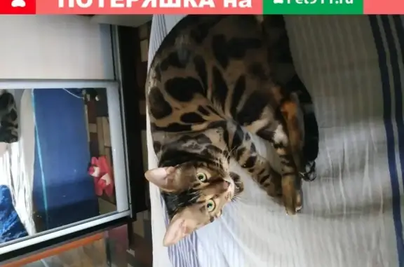 Кошки потеряшки, Ярославль, фото: Потеряшка кошка на ул. Республиканской, Ярославль