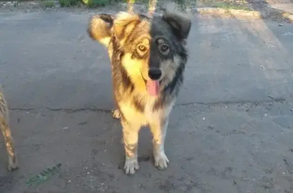 Найдена собака в Ост.п.Горный (Волгоград)
