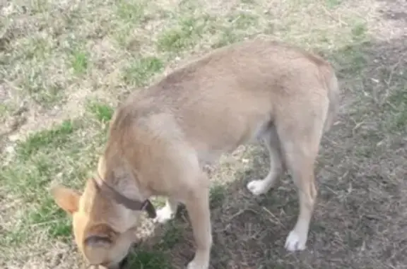 Найдена собака в Николаевке с ошейником