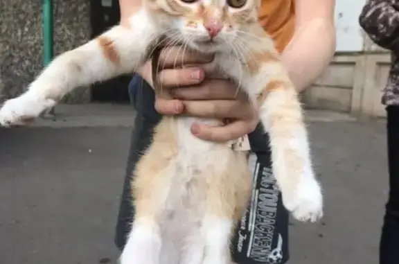 Найдена рыжая кошка в Красноярске