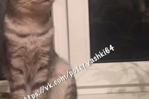 Найдена кошка на Шелковичной/Хользунова