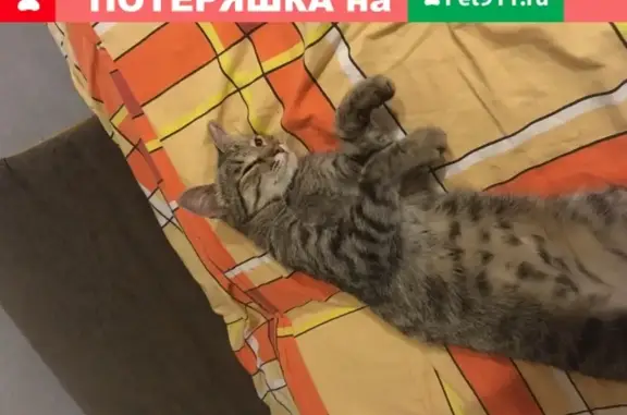 Найдена кошка на пересечении улиц Агапкина и Глазкова, Тамбов.