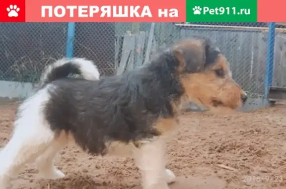 Пропала собака Чита в Волгодонске