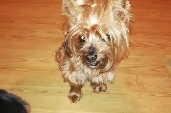 Собаки потеряшки, Москва, фото: Потеряшка Йоркширский терьер Беня на Перовской улице, Москва (26)