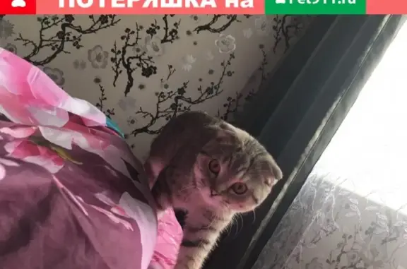 Пропал кот в Безенчуке, Самарская область