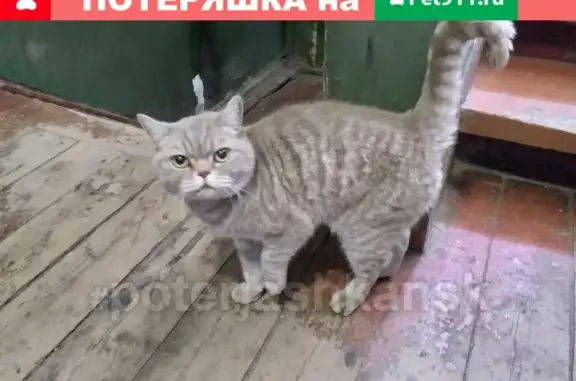 Найдена кошка в Дзержинском районе Новосибирска