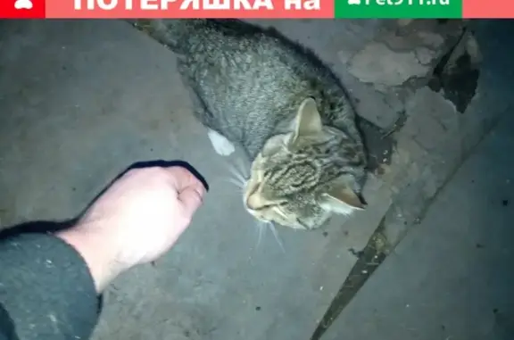 Найден пугливый кот в Великом Новгороде