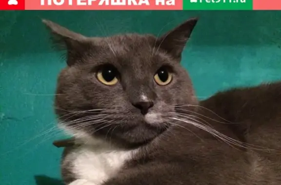 Пропал кот Макс с Корсунова 36к1 в Новгороде