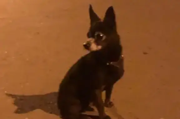 Найдена собака в Красноярске, ищем хозяев