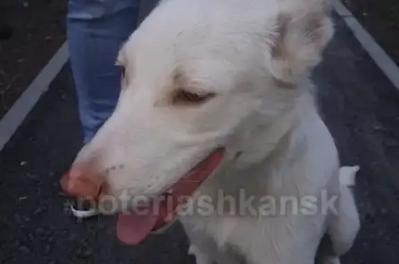Найдена белая собака на улице Блюхера