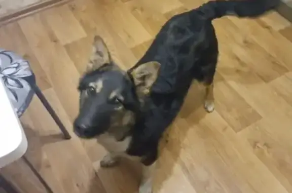 Найдена собака в районе Георгия-Исакова