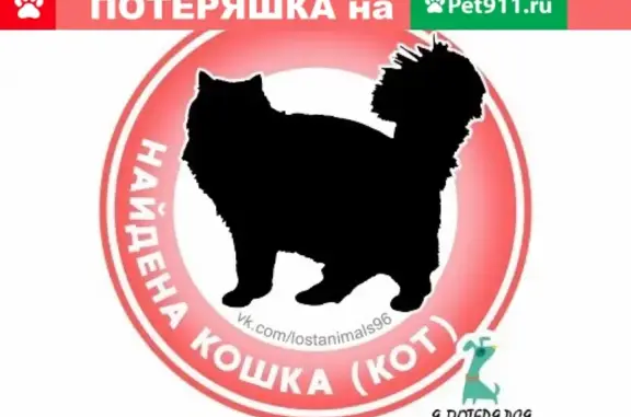 Пропали кошка и кот (Екатеринбург)