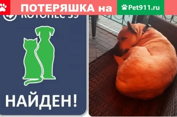 Найдена собака на ул. Театральная 30 #НАЙДЕН_КОТОПЕС39