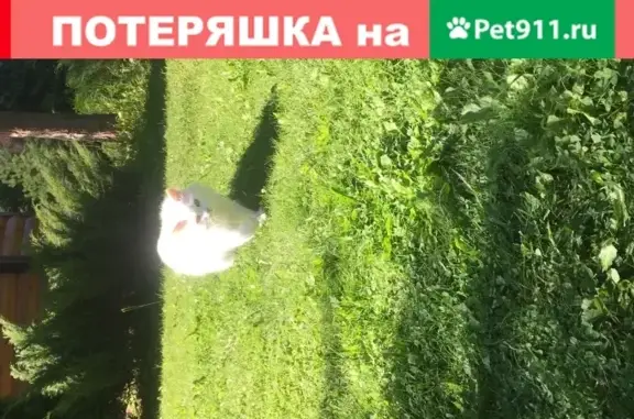 Пропала белая кошка в Химках, ул. Горшина, 3к1