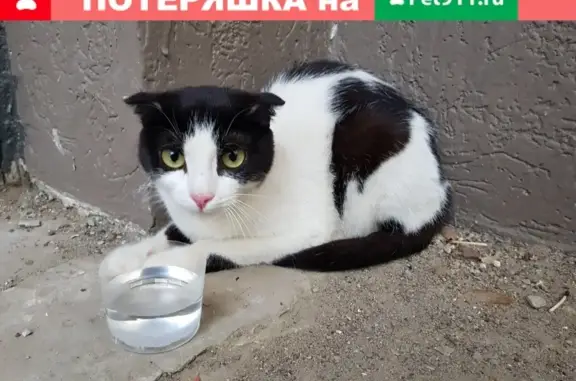 Кошка найдена на Пятигорской улице.