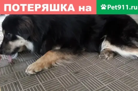 Найдена собака на 1-й Напрудной ул. 13, Москва