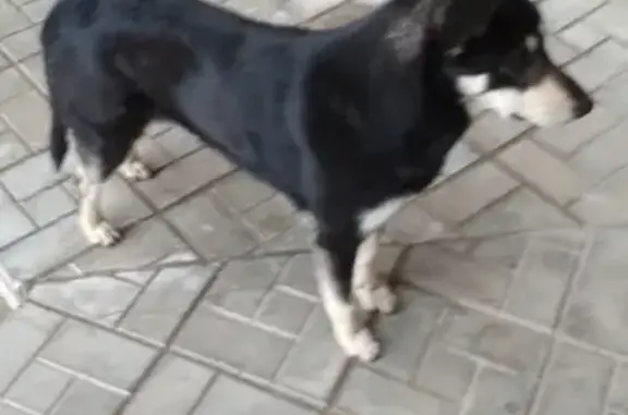 Найден пёс на Шоссе в Лаврики, ищет хозяина