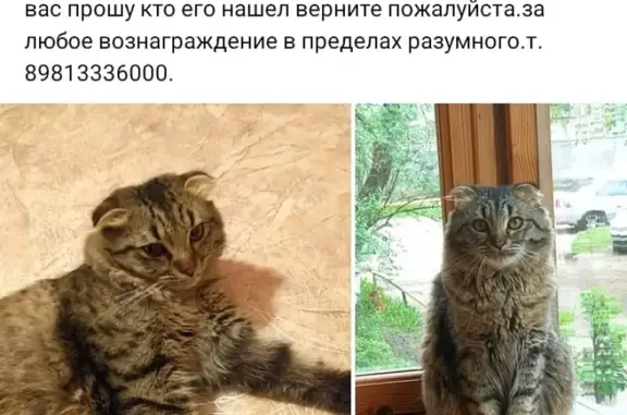 Пропала кошка в Нижнем Новгороде.