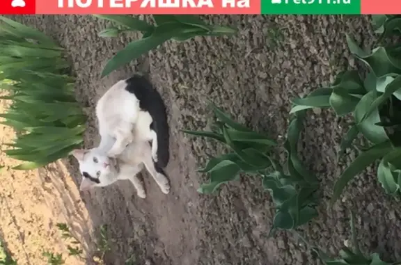 Потерянные животные Москва, фото: Пропал кот с проезда Досфлота, дом 1