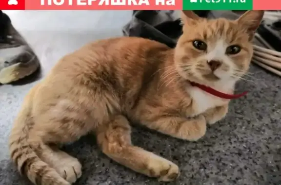 Найдена кошка в деревне Картмазово, Москва