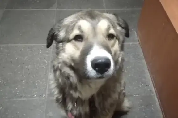 Найдена собака с ошейником на Уральской улице