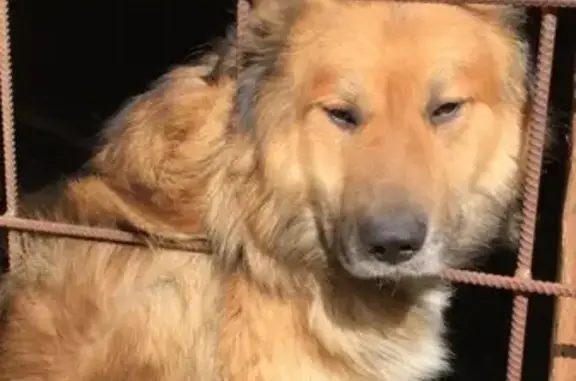 Найден домашний пёс без ошейника в Казани