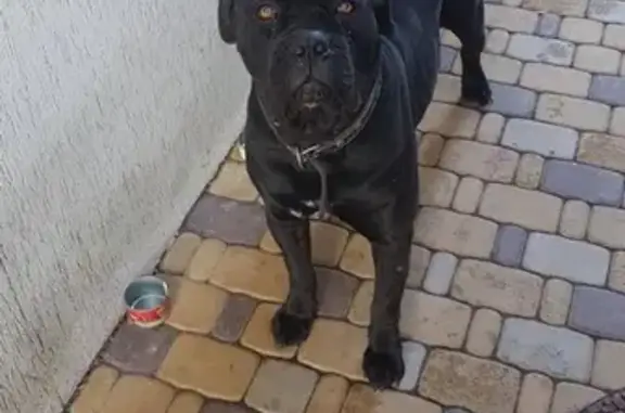 Пропала собака в Новом, Республика Адыгея: кане Корсо, окрас чёрный с белой молнией на груди, вознаграждение за нахождение.