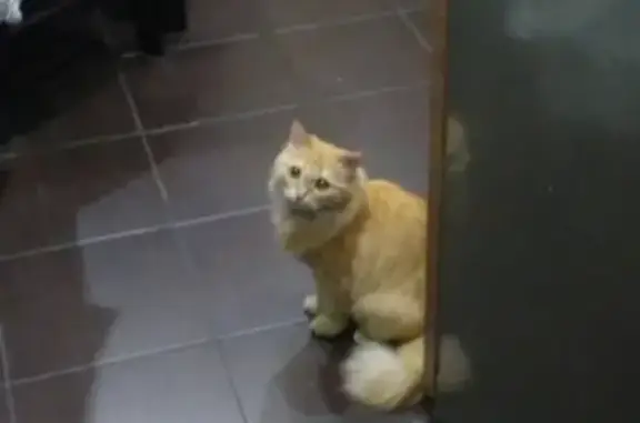 Найдена рыжая кошка на пр-т. Дзержинского, Оренбург