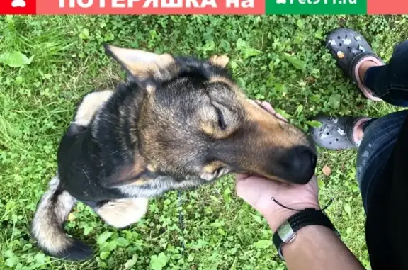 Пропала собака Шарик, деревня Хязельки, Ленобласть