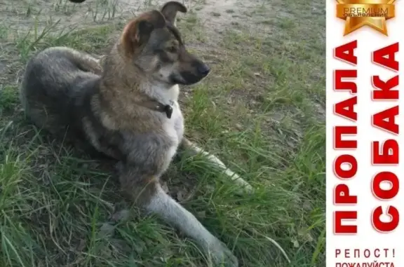 Собаки потеряшки, , фото: Потеряшка собака в Большом Козино, ищем Джесси!