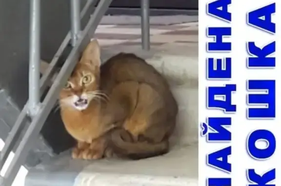 Найдена кошка в Солнечногорске на ул. Советская