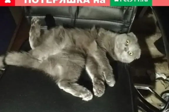 Пропала кошка на ул. Тарджиманова-8 марта, советский район.