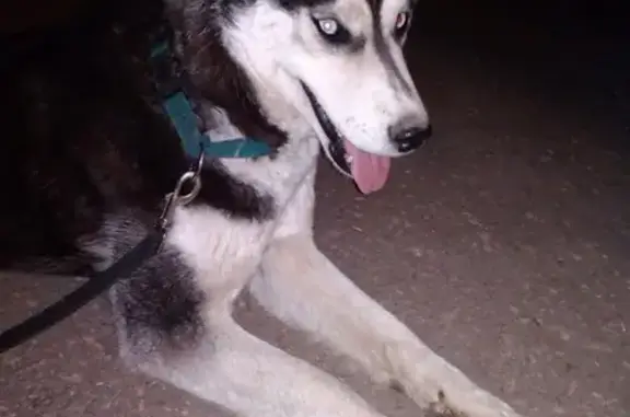 Найдена собака в районе ТЦ Московский, Лайка.