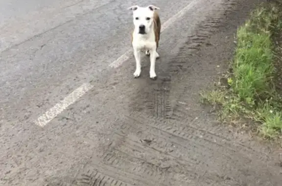 Найдена собака на ул. Мира, ищем хозяина (Тюмень)