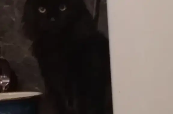 Пропал кот на Космодемьянской 17, надет черный ошейник со стразами и колокольчиком.