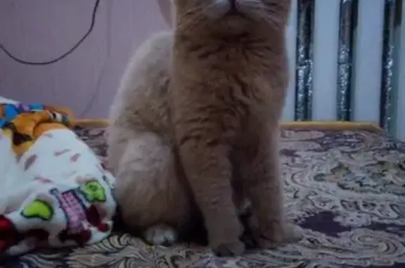 Кошки потеряшки, Божковское, фото: Потеряшка серый вислоухий кот в Колонке, Ростовская область