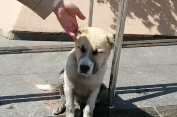 Найдена собака в Красноярске с ошейником.