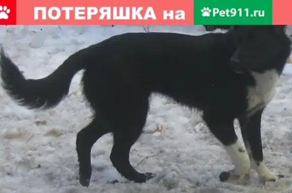 Пропала собака в Екатеринбурге!