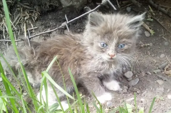 Найден котенок на улице Луначарского