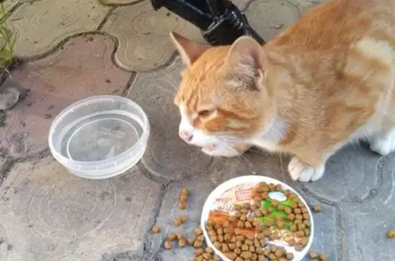 Найден рыжий кот на ул. Грина, Северное Бутово