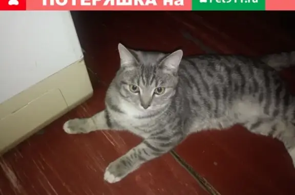 Пропала кошка на улице Назара-Широких, помощь в поиске!